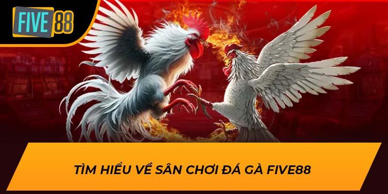 Đá Gà Five88 – Sân Chơi Cá Cược Đỉnh Cao Dành Cho Kê Thủ 1 Tìm hiểu về sân chơi đá gà Five88